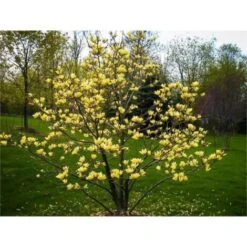 Magnolia Gialla "Magnolia Daphne" Pianta Innestata In Vaso 16 Cm H. 80/100 Cm -Negozio Piante artificiali economico 91552104 3