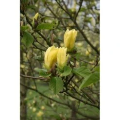 Magnolia Gialla "Magnolia Daphne" Pianta Innestata In Vaso 16 Cm H. 80/100 Cm -Negozio Piante artificiali economico 91552104 5