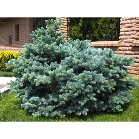 Abete Blu Pino Argentato "Picea Pungens Glauca Globosa" Pianta In Vaso 10 Cm 4 Abete Blu Pino Argentato "Picea Pungens Glauca Globosa" Pianta In Vaso 10 Cm - immagine 2