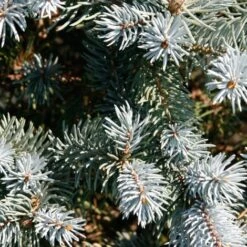 Abete Blu Pino Argentato "Picea Pungens Glauca Globosa" Pianta In Vaso 10 Cm 7 Abete Blu Pino Argentato "Picea Pungens Glauca Globosa" Pianta In Vaso 10 Cm -Negozio Piante artificiali economico 91552105 3