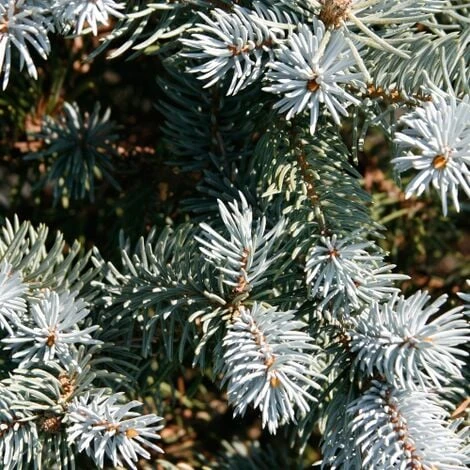 Abete Blu Pino Argentato "Picea Pungens Glauca Globosa" Pianta In Vaso 10 Cm 5 Abete Blu Pino Argentato "Picea Pungens Glauca Globosa" Pianta In Vaso 10 Cm - immagine 3