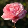 Rosa Chiaro - Ø 19 Cm -Negozio Piante artificiali economico 91832738 1