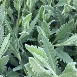 Lavandula Dentata
