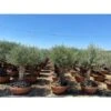Ulivo Olivo "Olea Europea" Bonsai In Ciotola Da 160 Lt Cfr. Tronco 60/100 Cm FOTO REALI -Negozio Piante artificiali economico 92133105 1
