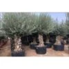Ulivo Olivo "Olea Europea" Bonsai In Mastello Da 285 Lt Cfr. Tronco 120/140 Cm FOTO REALI -Negozio Piante artificiali economico 92133106 1
