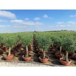 Ulivo Olivo "Olea Europea" Bonsai In Ciotola Da 42 Lt FOTO REALI