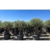 Ulivo Olivo "Olea Europea" Bonsai Ramificato In Mastello Da 285 Lt Cfr. Tronco 60/100 Cm FOTO REALI -Negozio Piante artificiali economico 92133108 1
