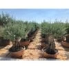 Ulivo Olivo "Olea Europea" Bonsai In Ciotola Da 160 Lt Cfr. Tronco 100/140 Cm FOTO REALI -Negozio Piante artificiali economico 92133113 1