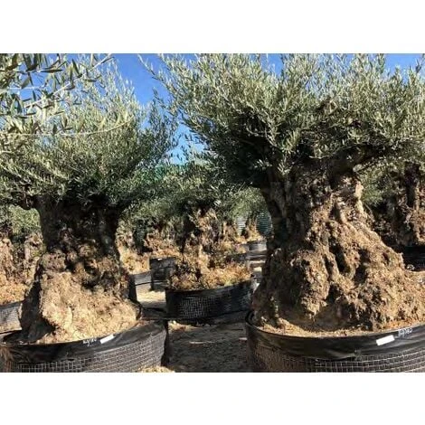 Ulivo Olivo "Olea Europea" Bonsai In Mastello Da Coltivazione Cfr. Tronco 160/180 Cm FOTO REALI 3 Ulivo Olivo "Olea Europea" Bonsai In Mastello Da Coltivazione Cfr. Tronco 160/180 Cm FOTO REALI