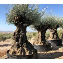 Ulivo Olivo "Olea Europea" Bonsai In Mastello Da Coltivazione Cfr. Tronco 140/160 Cm FOTO REALI