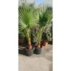 PIANTA DI WASCHINGTONIA ROBUSTA PALMA V.28 Cm ALTEZZA 120/140 CM (foto Reali) -Negozio Piante artificiali economico 9237024 1