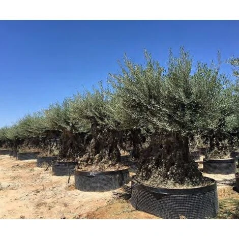 Ulivo Olivo "Olea Europea" Bonsai In Mastello Da Coltivazione Cfr. Tronco 200/250 Cm FOTO REALI 3 Ulivo Olivo "Olea Europea" Bonsai In Mastello Da Coltivazione Cfr. Tronco 200/250 Cm FOTO REALI