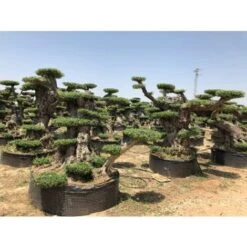 Ulivo Olivo "Olea Europea Leccino" Pon Pon In Mastello Da Coltivazione Cfr. Tronco 120/150 Cm FOTO REALI