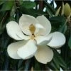 Magnolia Grandiflora "Little Gem" Pianta In Vaso 19 Cm H. 50/60 Cm -Negozio Piante artificiali economico 92750232 1