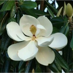 Magnolia Grandiflora "Little Gem" Pianta In Vaso 19 Cm H. 50/60 Cm