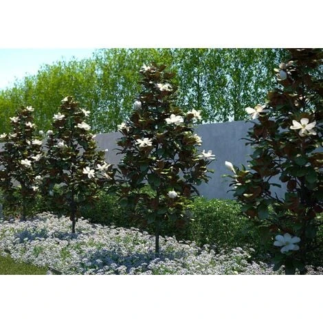 Magnolia Grandiflora "Little Gem" Pianta In Vaso 19 Cm H. 50/60 Cm 4 Magnolia Grandiflora "Little Gem" Pianta In Vaso 19 Cm H. 50/60 Cm - immagine 2