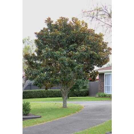 Magnolia Grandiflora "Little Gem" Pianta In Vaso 19 Cm H. 50/60 Cm 5 Magnolia Grandiflora "Little Gem" Pianta In Vaso 19 Cm H. 50/60 Cm - immagine 3