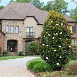 Magnolia Grandiflora "Little Gem" Pianta In Vaso 19 Cm H. 50/60 Cm 11 Magnolia Grandiflora "Little Gem" Pianta In Vaso 19 Cm H. 50/60 Cm -Negozio Piante artificiali economico 92750232 5