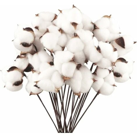 Confezione Da 40 Fiori Di Cotone Naturale Fiori Secchi Stelo Di Cotone Fiore Naturale Rami Di Cotone Finto Piante Finte Decorazione Domestica 3 Confezione Da 40 Fiori Di Cotone Naturale Fiori Secchi Stelo Di Cotone Fiore Naturale Rami Di Cotone Finto Piante Finte Decorazione Domestica