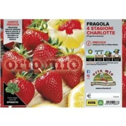 ORTO MIO Fragola Rifiorente 4 Stagioni Charlotte