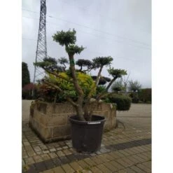 Ulivo Olivo "Olea Europea" Pon Pon In Mastello 65 Cm H. 140/160 Cm FOTO REALI -Negozio Piante artificiali economico 93947590 3