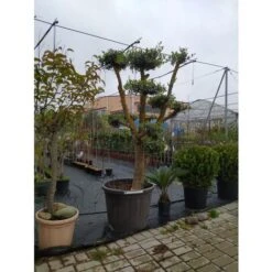 Ulivo Olivo "Olea Europea" Pon Pon In Mastello 65 Cm H. 140/160 Cm FOTO REALI -Negozio Piante artificiali economico 93947590 4