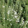 Satureja Montana