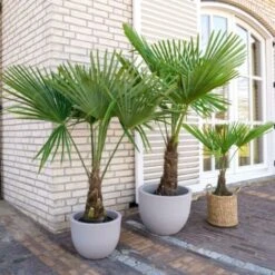 Palma Cinese Di Chusan "Trachycarpus Fortunei" Vaso 19 Cm 8 Palma Cinese Di Chusan "Trachycarpus Fortunei" Vaso 19 Cm -Negozio Piante artificiali economico 95500190 3