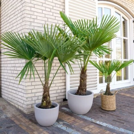 Palma Cinese Di Chusan "Trachycarpus Fortunei" Vaso 19 Cm 5 Palma Cinese Di Chusan "Trachycarpus Fortunei" Vaso 19 Cm - immagine 3