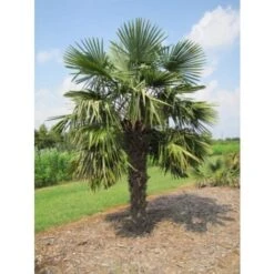 Palma Cinese Di Chusan "Trachycarpus Fortunei" Vaso 19 Cm 9 Palma Cinese Di Chusan "Trachycarpus Fortunei" Vaso 19 Cm -Negozio Piante artificiali economico 95500190 4