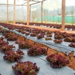 Per Giardino Per Panno Per Erbacce Protezione UV (100 Pezzi Verde)Picchetti Di Fissaggio Da Giardino In Plastica2 -Negozio Piante artificiali economico 95768213 2