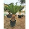 Cicas "Cycas Revoluta" Palma Pianta In Vaso 24 Cm -Negozio Piante artificiali economico 9670849 1