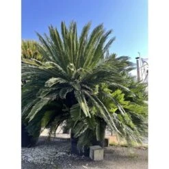 Cicas "Cycas Revoluta" Palma Pianta In Vaso 24 Cm -Negozio Piante artificiali economico 9670849 3