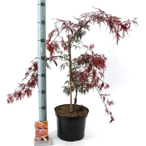 Acero Rosso Giapponese "Acer Palmatum Dissectum Inaba Shidare" Pianta In Vaso 26 Cm 3 Acero Rosso Giapponese "Acer Palmatum Dissectum Inaba Shidare" Pianta In Vaso 26 Cm