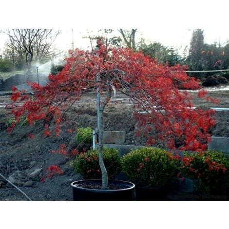 Acero Rosso Giapponese "Acer Palmatum Dissectum Inaba Shidare" Pianta In Vaso 26 Cm 4 Acero Rosso Giapponese "Acer Palmatum Dissectum Inaba Shidare" Pianta In Vaso 26 Cm - immagine 2