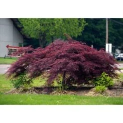 Acero Rosso Giapponese "Acer Palmatum Dissectum Inaba Shidare" Pianta In Vaso 26 Cm 9 Acero Rosso Giapponese "Acer Palmatum Dissectum Inaba Shidare" Pianta In Vaso 26 Cm -Negozio Piante artificiali economico 9670854 3