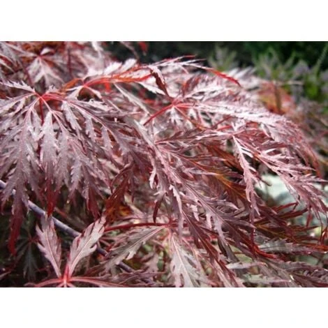 Acero Rosso Giapponese "Acer Palmatum Dissectum Inaba Shidare" Pianta In Vaso 26 Cm 6 Acero Rosso Giapponese "Acer Palmatum Dissectum Inaba Shidare" Pianta In Vaso 26 Cm - immagine 4