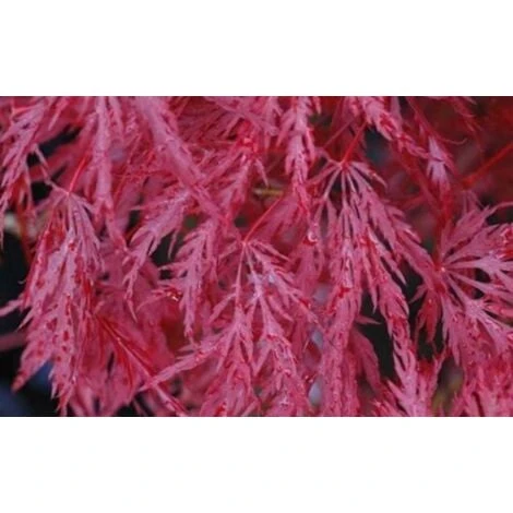 Acero Rosso Giapponese "Acer Palmatum Dissectum Inaba Shidare" Pianta In Vaso 26 Cm 7 Acero Rosso Giapponese "Acer Palmatum Dissectum Inaba Shidare" Pianta In Vaso 26 Cm - immagine 5