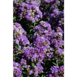 Lagerstroemia Indica Viola "Powhatan" Pianta In Vaso 9 Cm -Negozio Piante artificiali economico 9670891 3