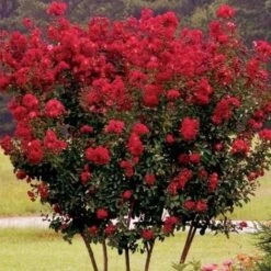 Lagerstroemia Indica Rossa "Dynamite" Pianta In Vaso 16 Cm