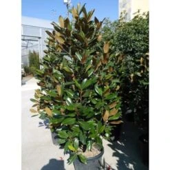 Magnolia Grandiflora Pianta Sempreverde In Vaso H. 50/70 Cm -Negozio Piante artificiali economico 9670899 3