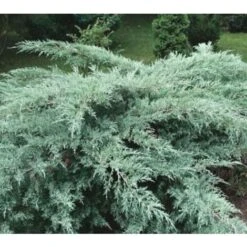 Ginepro Della Virginia "Juniperus Virginiana Grey Owl" Pianta In Vaso 14 Cm -Negozio Piante artificiali economico 9670900 2