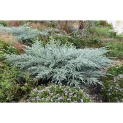 Ginepro Della Virginia "Juniperus Virginiana Grey Owl" Pianta In Vaso 14 Cm -Negozio Piante artificiali economico 9670900 4