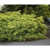 Ginepro Tappezzante "Juniperus X Pfitzeriana Aurea" Pianta In Vaso 14 Cm 1 Ginepro Tappezzante "Juniperus X Pfitzeriana Aurea" Pianta In Vaso 14 Cm -Negozio Piante artificiali economico 9670902 1