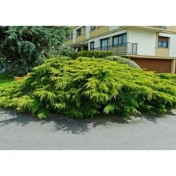 Ginepro Tappezzante "Juniperus X Pfitzeriana Aurea" Pianta In Vaso 14 Cm -Negozio Piante artificiali economico 9670902 2