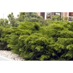 Ginepro Tappezzante "Juniperus X Pfitzeriana Aurea" Pianta In Vaso 14 Cm -Negozio Piante artificiali economico 9670902 3