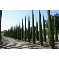 Cipresso Nero "Cupressus Sempervirens Pyramidalis" Pianta In Vaso 26 Cm H. 130/150 Cm 8 Cipresso Nero "Cupressus Sempervirens Pyramidalis" Pianta In Vaso 26 Cm H. 130/150 Cm -Negozio Piante artificiali economico 9670911 2