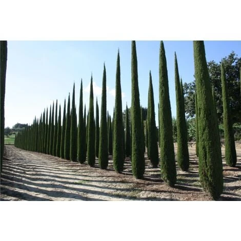 Cipresso Nero "Cupressus Sempervirens Pyramidalis" Pianta In Vaso 26 Cm H. 130/150 Cm 4 Cipresso Nero "Cupressus Sempervirens Pyramidalis" Pianta In Vaso 26 Cm H. 130/150 Cm - immagine 2