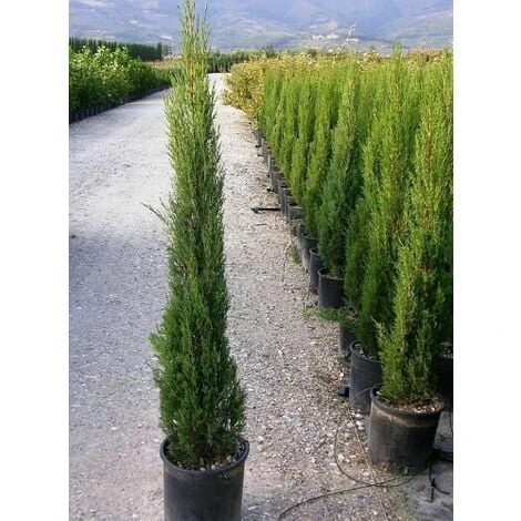 Cipresso Nero "Cupressus Sempervirens Pyramidalis" Pianta In Vaso 26 Cm H. 130/150 Cm 6 Cipresso Nero "Cupressus Sempervirens Pyramidalis" Pianta In Vaso 26 Cm H. 130/150 Cm - immagine 4