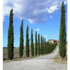 Cipresso Nero "Cupressus Sempervirens Pyramidalis" Pianta In Vaso 26 Cm H. 130/150 Cm 11 Cipresso Nero "Cupressus Sempervirens Pyramidalis" Pianta In Vaso 26 Cm H. 130/150 Cm -Negozio Piante artificiali economico 9670911 5